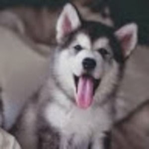 Meet your Posher, Vincent